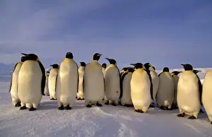 Emperor Penguin Photos Drucke: Emperor penguins - small group