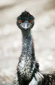 Drucke von KFO-957 EMU - Kopf Australien Dromaius novaehollandiae Kenneth W. Fink Bitte beachten Sie, dass die Drucke nur für persönliche Anzeigepurposes gedacht sind und nicht reproduziert werden dürfen Kasuare Drucke: Kangaroo Australien
