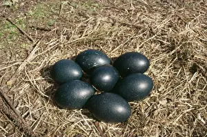 Jean Paul Ferrero Photos Drucke: Emu - eggs in nest