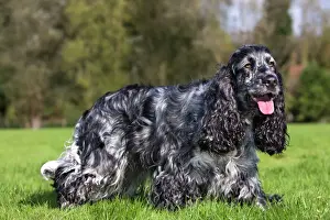 Drucke von Me-1974 Hund Englisch Cockerspanieler Johan De Meester Bitte beachten Sie, dass Drucke nur für persönliche Anzeigezwecke gedacht sind und nicht reproduziert werden dürfen Spaniel Cocker Drucke: Englischer Kockerspaniell