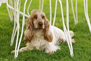 Single Dog Breeders Drucke: English Cocker Spaniel - lying down underneath table