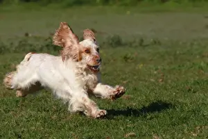 Englischer Kocks spanieler Hundlauf