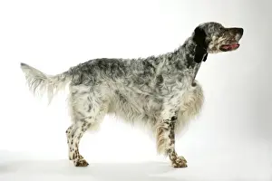 Englisch Setter Drucke: Englischer Pointer