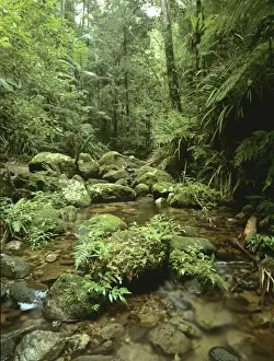 Eucalyptus Tree Australia Drucke: Eucalypt forest Kangaroo Valley, New South Wales, Australia JPF32110