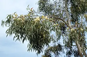 Eucalyptus Tree Drucke: Eucalyptus Tree - flowering