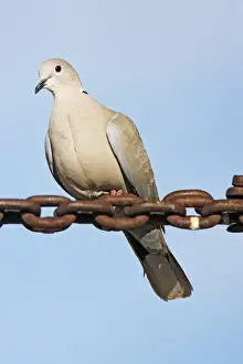 Nature Photography Prints Drucke: Eurasian Collared-Dove