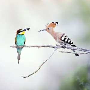 Drucke von ROY-381-m Europäischer Biene Ameise Eater - Percht mit einer Honigbiene im Schnabel, die von einem Eurasischen Holzpfeifer (Upupa epops) angegriffen wird Coraciiformes Drucke: Europäischer Sonnenschnabel