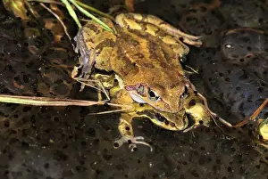 Amphibian Mating Drucke: European Common Frog - amplexus with spawn - Switzerland