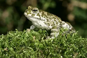 Alsace France Wildlife Drucke: European Green Toad / Variable Toad