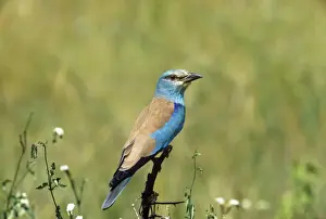 European Bird Conservation Drucke: European Roller