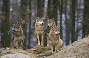 Conservation Photography Images Drucke: European Wolf - pack
