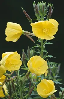 Medicinal Plant Photos Drucke: Evening Primrose