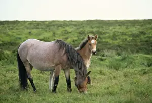 Equine Photography Art Drucke: Exmoor Pony
