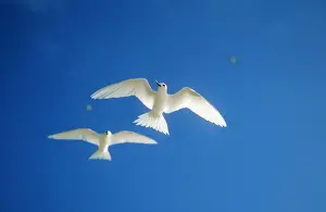 Wildlife Photography Artwork Drucke: Fairy Tern Two in flight