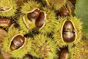 Chestnut Tree Images Drucke: Fallen sweet chesnuts