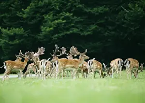 Stefan Meyers Photos Drucke: Fallow Deer
