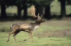 Fallow Deer UK Drucke: Fallow Deer (Dama dama)