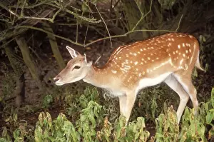 Chris Knights Photographer Drucke: Fallow Deer Juvenile