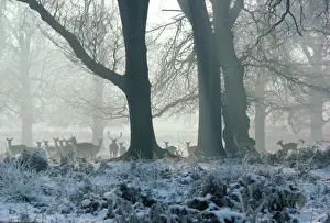 Personal Use Artwork Only Drucke: Fallow Deer - in winter