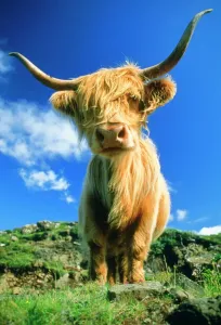 Hochlandkuh Drucke: Rind - Highland-Rinder