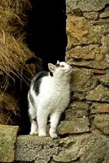 Drucke von LA-6207 Bauernkatze Jean-Michel Labat Bitte beachten Sie, dass Drucke nur für persönliche Anzeigenzwecke gedacht sind und nicht reproduziert werden dürfen Verwandte Bilder Drucke: Bauernkatze