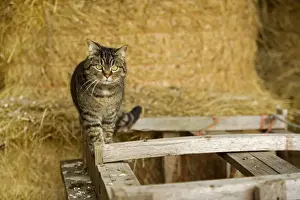 Jean Michel Labat Art Prints Drucke: Farm cat - in barn