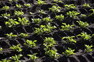 Agricultural Field Drucke: Farming - vegetables growing