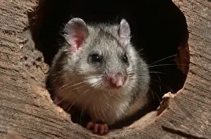 Fett Eichhörnchen im hohlen Baum