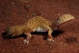 Reptile Photography Australia Drucke: Fat-tailed gecko