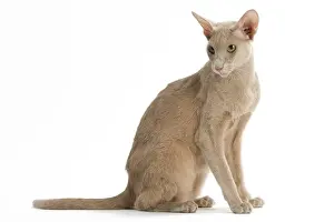 Drucke von LA-1992 Füchsin orientalische Katze von Jean Michel Labat Beachten Sie, dass Drucke nur für persönliche Anzeigenzwecke gedruckt werden und nicht reproduziert werden dürfen Bilder Datiert 2005 Oktober: Orientalische Fuchskatze