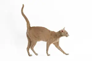 Jean Michel Labat Artwork Drucke: Fawn Oriental Cat