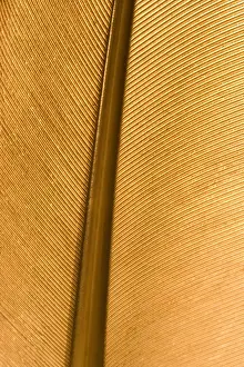 Close Up Bird Feather Drucke: Feather - close up detail