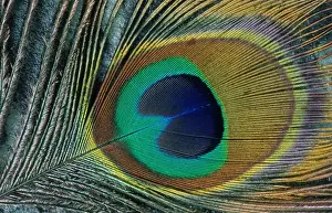 Johan De Meester Art Drucke: Feather of a peacock