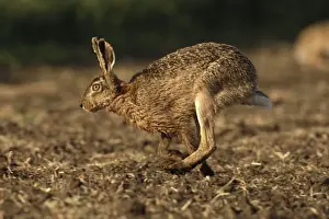 European Rabbit Species Drucke: Feldhase