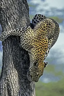 African Big Cat Photography Drucke: Female Leopard climbing down fig tree, Masai Mara, Kenya, Africa