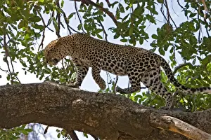 Panthera Pardus Pictures Drucke: Female Leopard walking on tree branch, Samburu Reserve, Kenya, Africa
