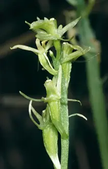 Wild Orchids Drucke: Fen Orchid
