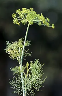 Foeniculum Vulgare Drucke: Fennel seed