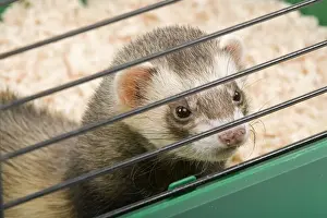 Maus im Käfig im Studio