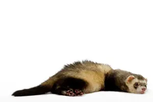 Studio Animal Photography Drucke: Ferret - lying down in studio