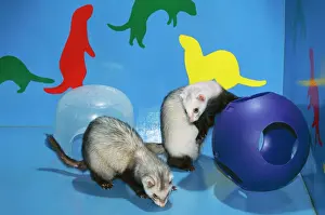Johan De Meester Art Drucke: Ferret Pet