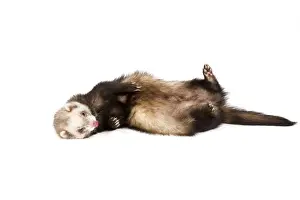 Studio Pet Photos Drucke: Ferret - sable colouring in studio lying on back