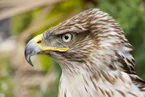 Rotfeder-Geißenhuhn / Geier