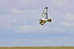 North American Raptors Drucke: Ferruginous Hawk