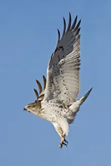 Rötlicher Geier - im Flug, im Winter. Texanische Halbinsel, Januar