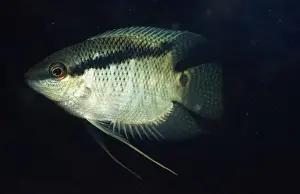 Tropical Freshwater Fish Drucke: Festive Cichlid