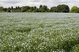 European Agricultural Fields Drucke: Field of mature linseed Mickleton UK