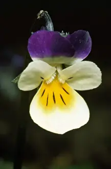 Nature Wall Art Prints Drucke: Field Pansy
