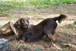Gundog Dogs Drucke: Field Spaniel