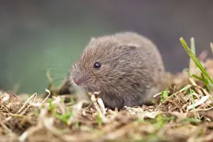 Microtus Agrestis Drucke: Field Vole - Cornwall - UK
